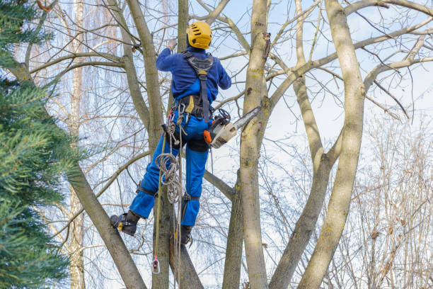 Best Emergency Tree Removal  in USA